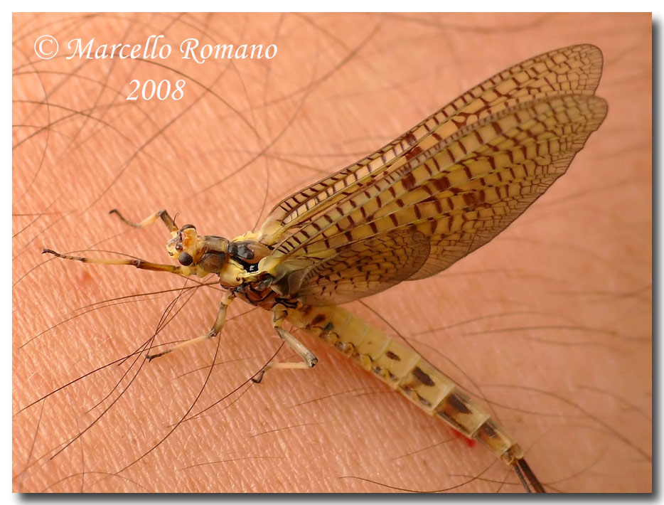 Ephemera danica dalla Croazia